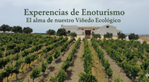 Regala Enoturismo: Un viaje sensorial entre viñedos